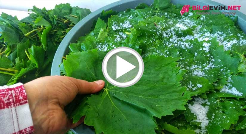 Yemyeşil Salamura Yaprak Basma Videolu Anlatım