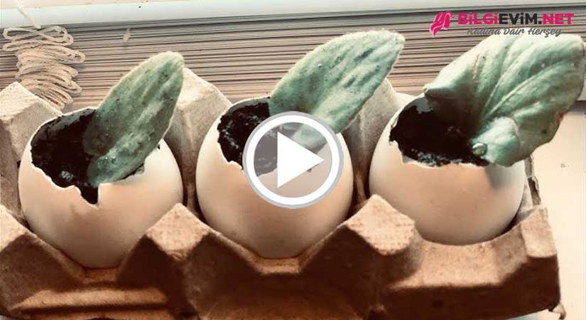 Yumurta Kabuğunda Menekşe Çoğaltma Videolu Anlatım