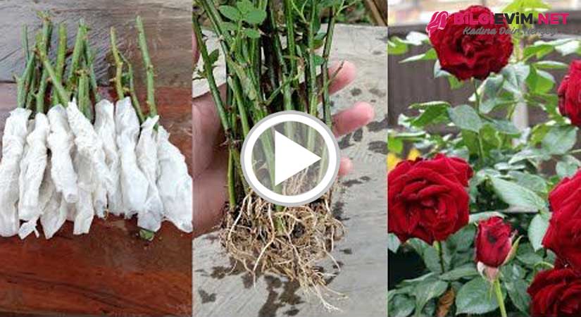 Peçete İle Gül Köklendirme Videolu Anlatım
