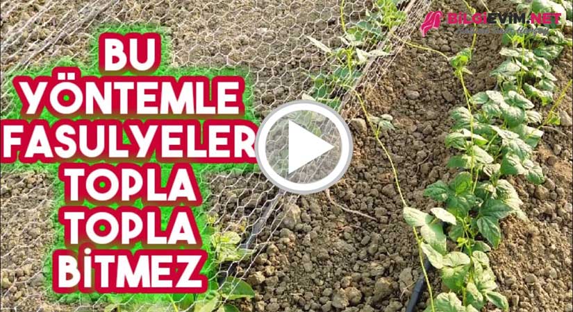 Bu Yöntem İle Fasulyeleri Topla Topla Bitmez Fasulye Ekme Videolu Anlatım