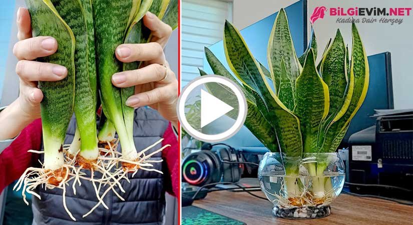 Bu Şekilde Köklendirmeniz Daha Kolay