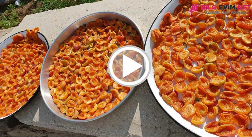 Kükürtsüz Sapsarı Kayısı Kurutma Videolu Anlatım