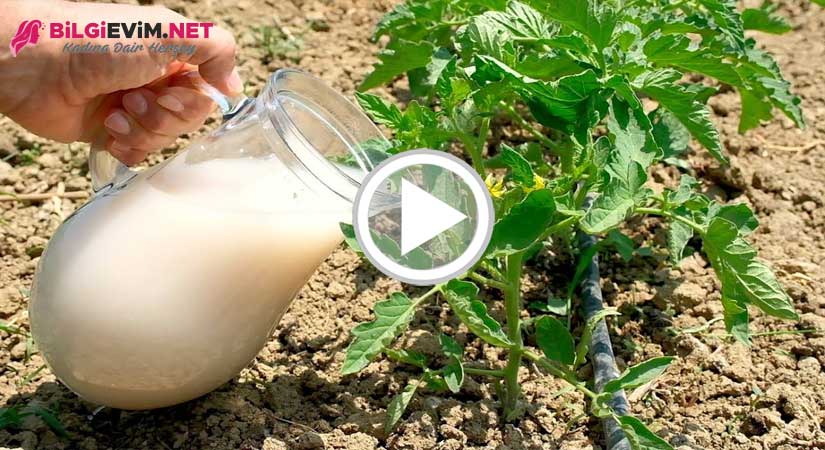 Bu Su İle Domates Ve Salatalıklarınızı Büyüme Hızı İki Kat Artacak