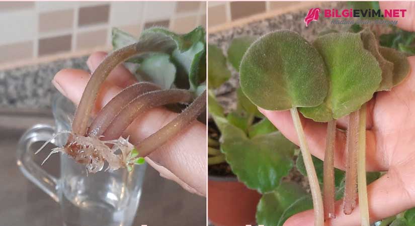 Yapraktan Menekşe Çoğaltma Videolu Anlatım