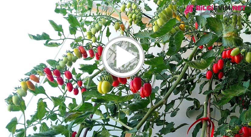 Saksıda Sırık Domates Yetiştirme Videolu Anlatım