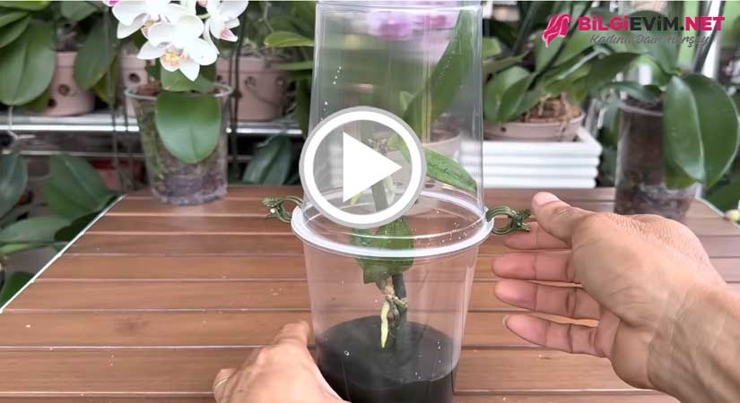 Sarımsakla Orkideniz Bir Dalda Birçok Genç Sürgün Büyütecek ve Durmadan Çiçek Açacak