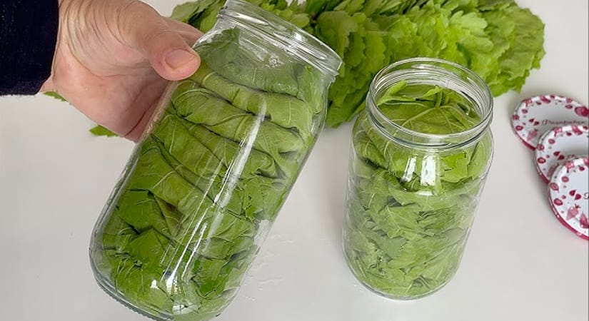 Haşlamadan Kolay Salamura Yaprak Tarifi – Kavanozda Pratik Saklama Yöntemi
